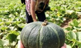 康县网红吃瓜视频爆料事件,揭秘背后真相