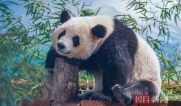 娱乐吃瓜大熊猫,揭秘大熊猫的娱乐生活