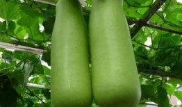 娱乐公司工作吃瓜,揭秘娱乐公司工作日常的吃瓜瞬间