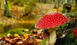 蘑菇视频爆料黑料吃瓜官网,揭秘吃瓜官网背后的真相