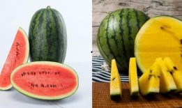 假瓜吃料网怎么打不开了