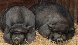 猪头吃瓜爆料图片,揭秘娱乐圈最新爆料瞬间