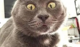 娱乐吃瓜君猫带体检