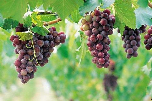 网红吃瓜葡萄图片真实,真实画面引网友热议