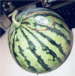 网红警花吃瓜,网络走红引发热议