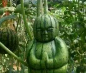 青田网红吃瓜事件真相,真相背后的网络风波